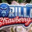 Last Dance with Strawberry Groilla Auto