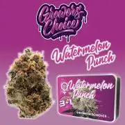 Watermelon Growers Choice Contest 2026
