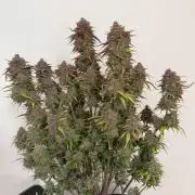 Banana Purple Punch from FastBuds