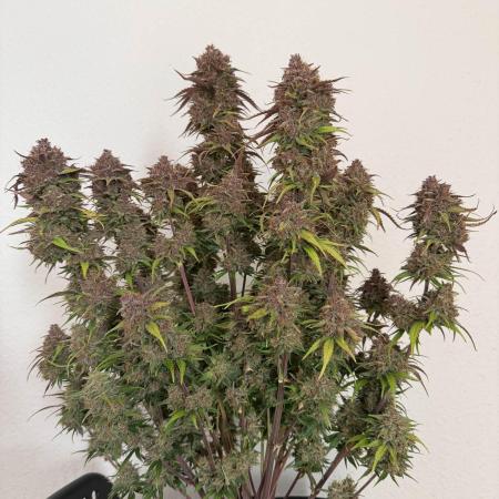 Banana Purple Punch from FastBuds