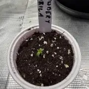Last Dance with Strawberry Groilla Auto