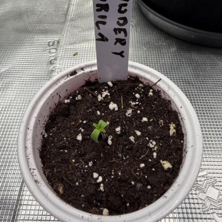 Last Dance with Strawberry Groilla Auto