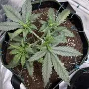 Amnesia Haze