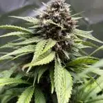 Purple Lemonade Auto