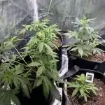 Purple Lemonade Auto