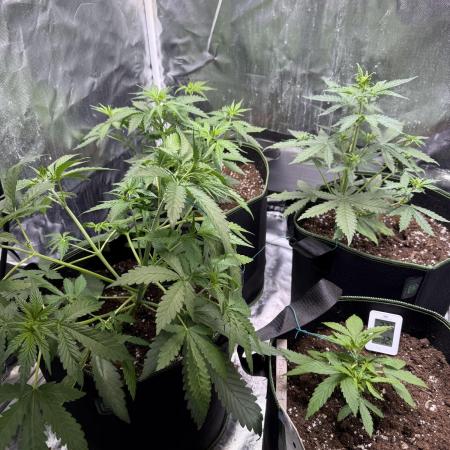 Purple Lemonade Auto