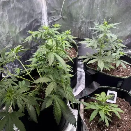 Purple Lemonade Auto