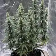 Afghani