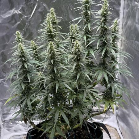 Afghani