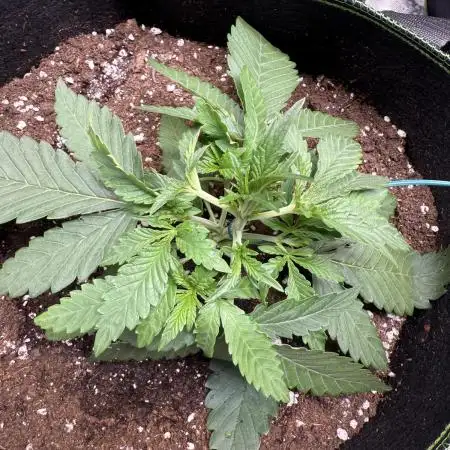 Purple Lemonade Auto