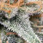 Blueberry Automatic