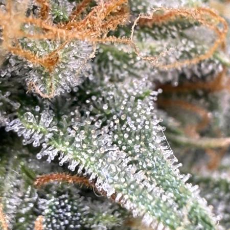 Blueberry Automatic
