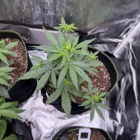 Blackberry Auto