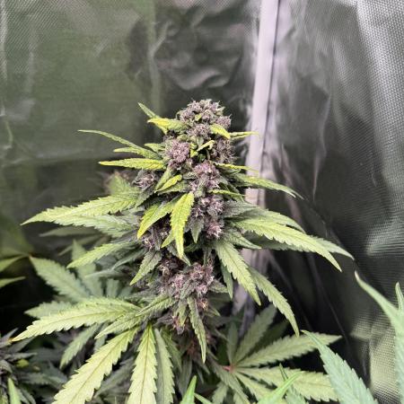 Blackberry Auto