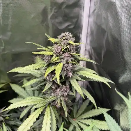 Blackberry Auto