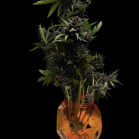 Blackberry Auto