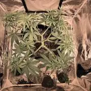 Afghani