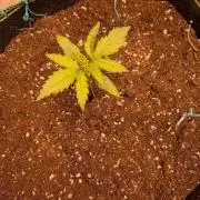 Amnesia Haze