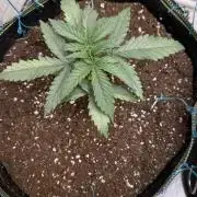 Amnesia Haze