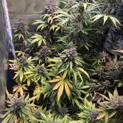 Blackberry Auto