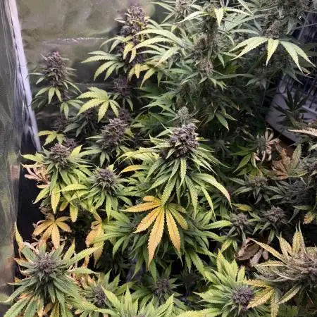 Blackberry Auto
