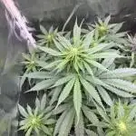 Purple Lemonade Auto