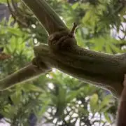 Afghani