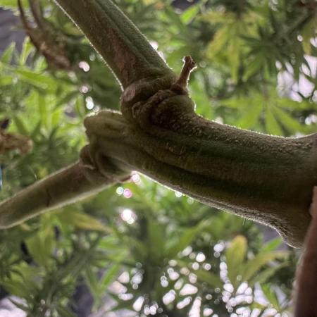 Afghani