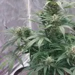 Purple haze auto