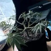 Afghani