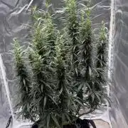 Afghani