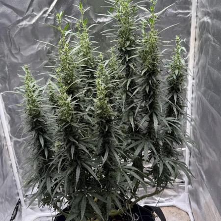 Afghani