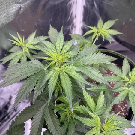 Blueberry Automatic