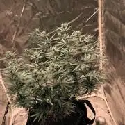 Afghani
