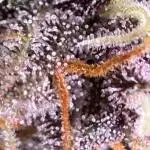 Blackberry Auto