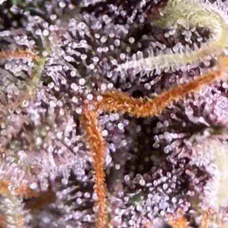 Blackberry Auto