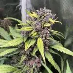 Blackberry Auto