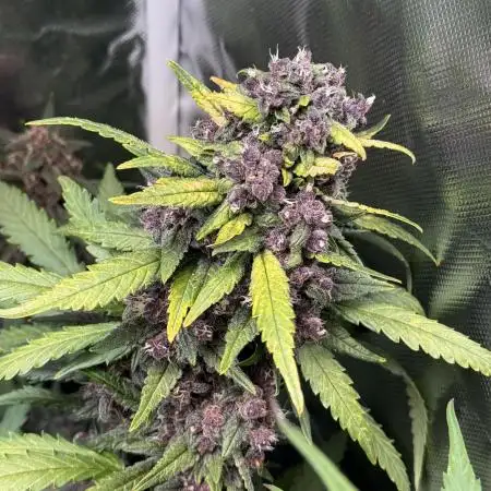 Blackberry Auto