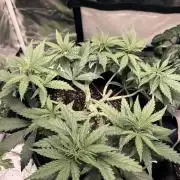 Afghani