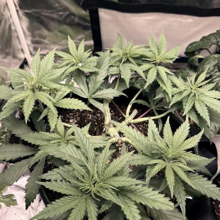 Afghani