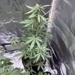 Blackberry Auto