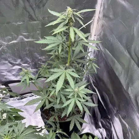 Blackberry Auto
