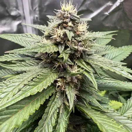 Purple Lemonade Auto
