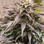 Pink rozay automatic