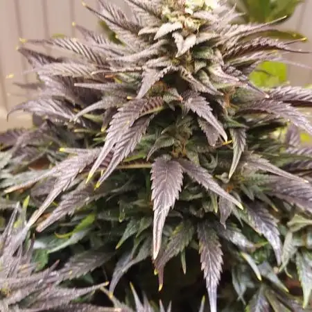 Pink rozay automatic