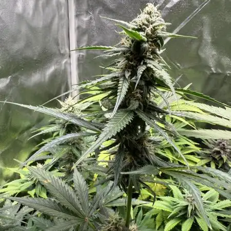 Blueberry Automatic