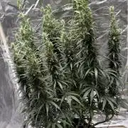 Afghani