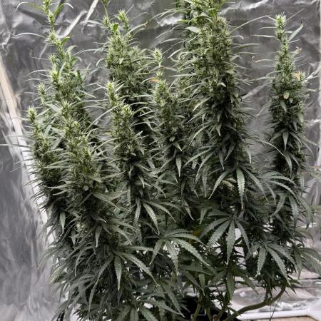 Afghani