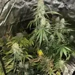 Blueberry Automatic