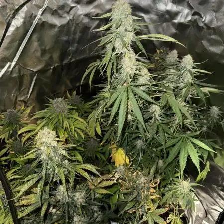 Blueberry Automatic